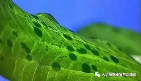 草缸防止藻类爆发,草缸十大危险鱼排名
