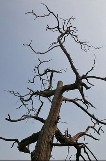 遭殃中的殃是什么意思,遭殃的殃还能组成哪些词语