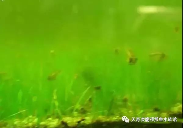 草缸防止藻类爆发,草缸十大危险鱼排名