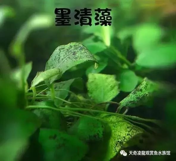 草缸防止藻类爆发,草缸十大危险鱼排名