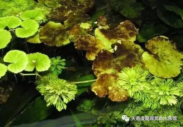 草缸防止藻类爆发,草缸十大危险鱼排名