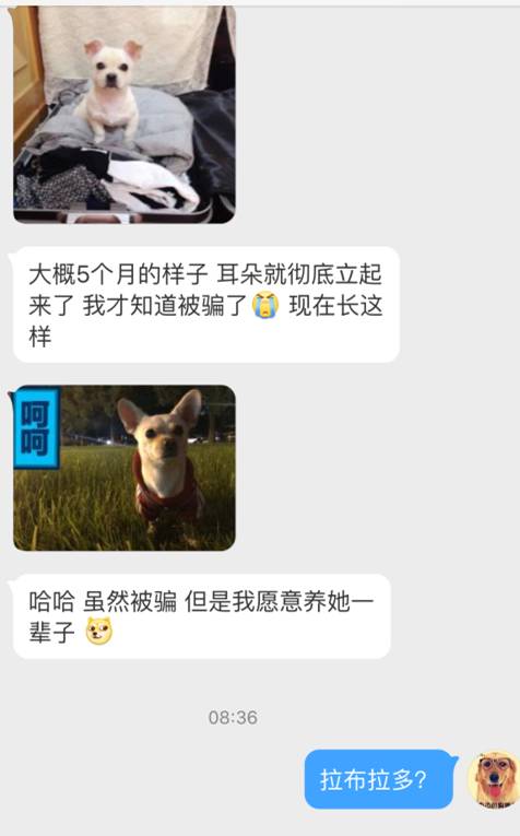 宠物爱心骗局新套路,宠物圈骗局大揭秘