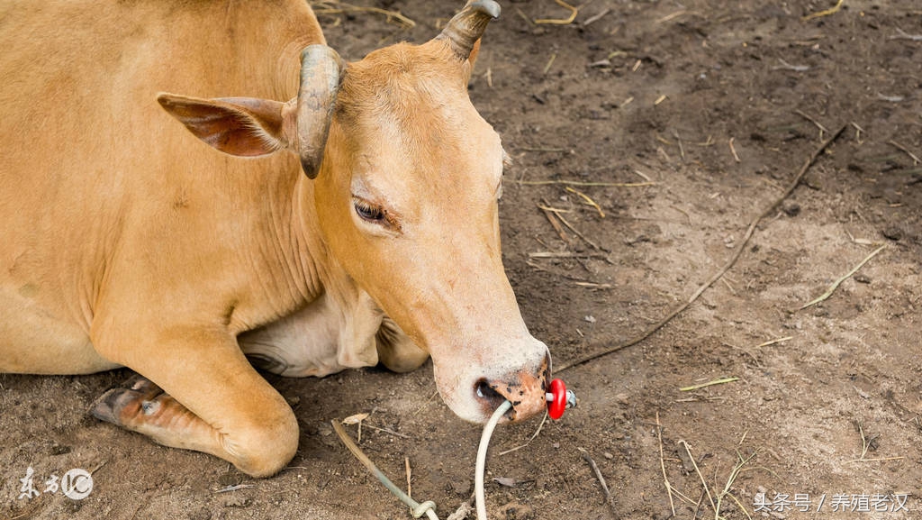 养牛总是落犊怎么回事,养牛一年不得病的秘诀
