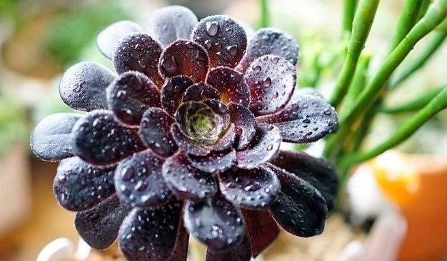 花卉黑法师怎么养,多肉黑法师的养殖技巧