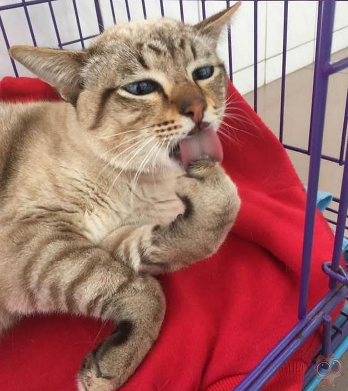 猫咪从高处摔下来嘴巴歪了出血,猫咪从高处掉下来摔到头会好吗