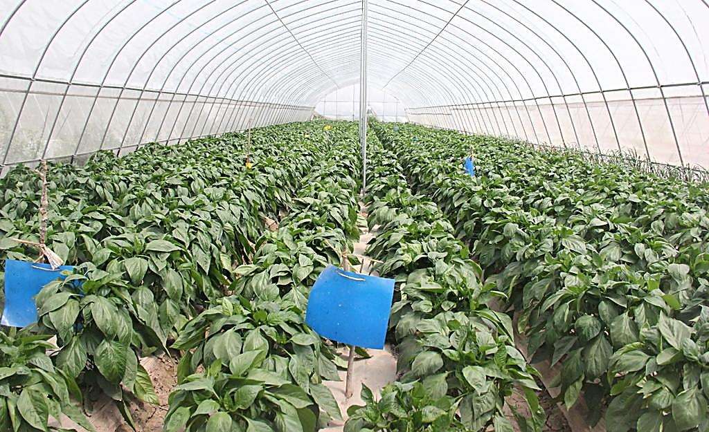 农村小本生意创业摆摊致富,适合农村创业致富新项目