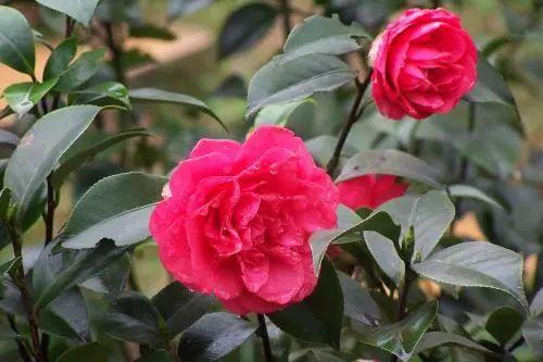 花卉过冬后怎么办,花卉被冻伤的叶子怎么处理