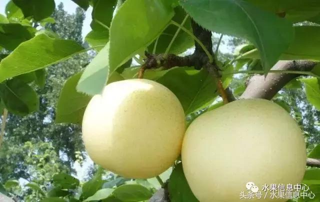 梨子的品种与产地,梨子品种及产地