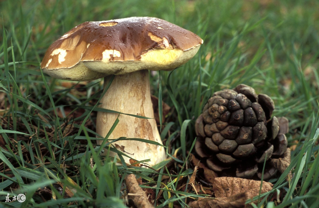 饭桌上的好物,公认最好吃的菌