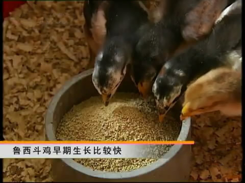 新款斗鸡养殖版,斗鸡的养殖技术视频播放