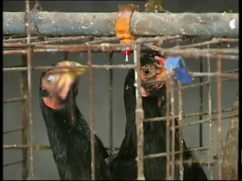 新款斗鸡养殖版,斗鸡的养殖技术视频播放