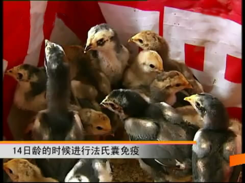 新款斗鸡养殖版,斗鸡的养殖技术视频播放