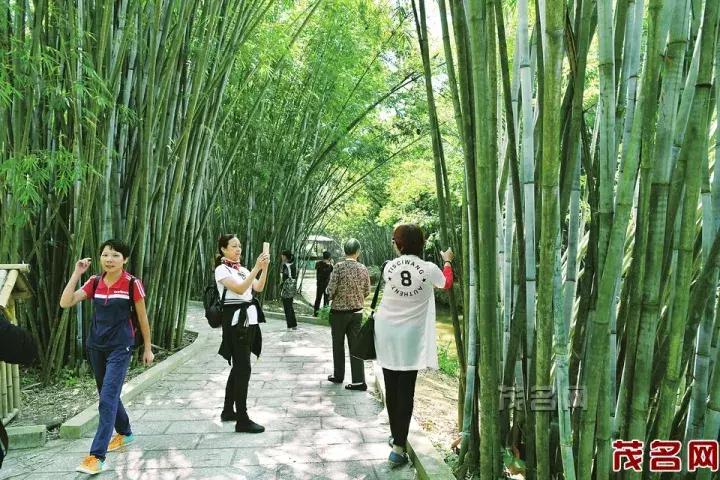 美美美田园风光,茂名最美森林公园休闲游玩好去处