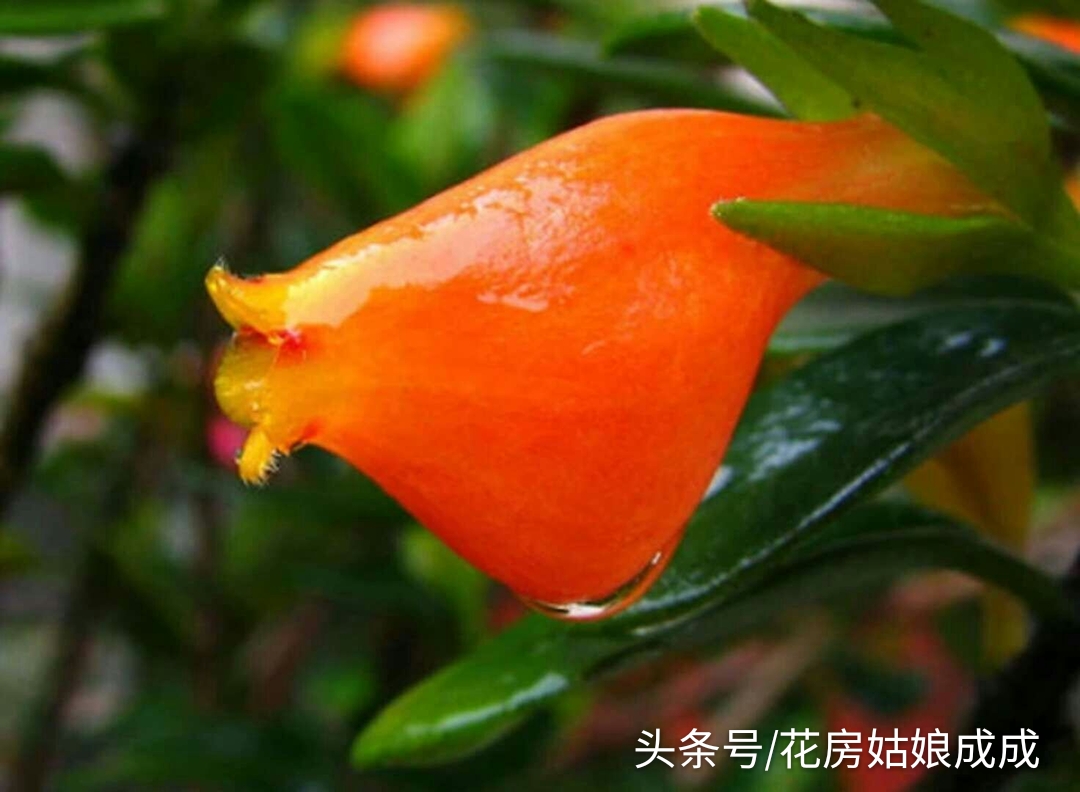 想让“金鱼吊兰”年年开花，花大色艳，就这么简单！