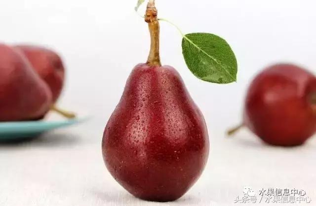 梨子的品种与产地,梨子品种及产地