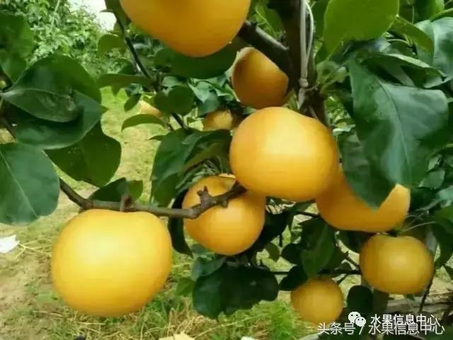 梨子的品种与产地,梨子品种及产地