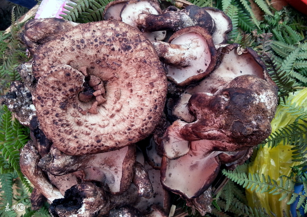 饭桌上的好物,公认最好吃的菌