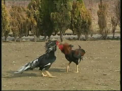 新款斗鸡养殖版,斗鸡的养殖技术视频播放