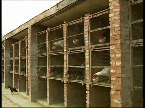 新款斗鸡养殖版,斗鸡的养殖技术视频播放