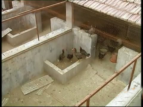 新款斗鸡养殖版,斗鸡的养殖技术视频播放