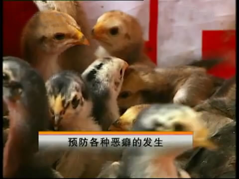 新款斗鸡养殖版,斗鸡的养殖技术视频播放