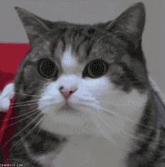 眼皮跳会是癌症前兆吗,颅内肿瘤引起眼皮跳跳