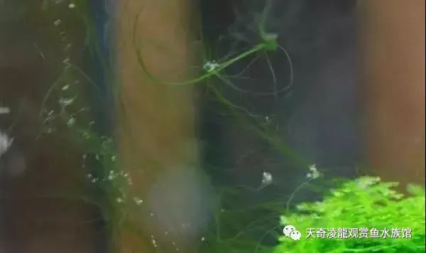 草缸防止藻类爆发,草缸十大危险鱼排名