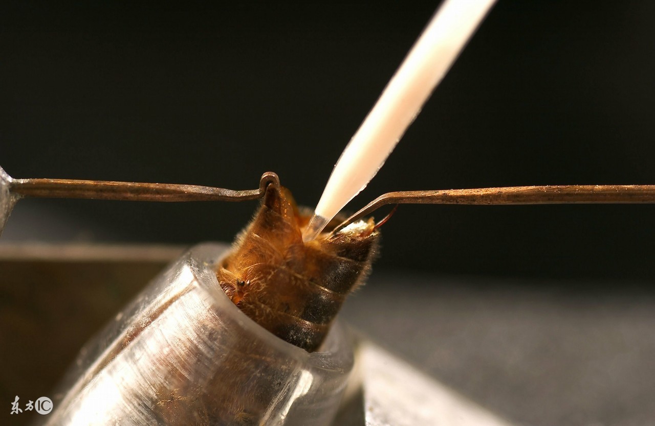 蜜蜂人工体内授精全过程,蜜蜂授精的正确方法