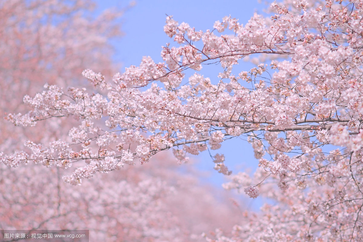 樱花花蜜的作用与功效,樱花花蜜功效