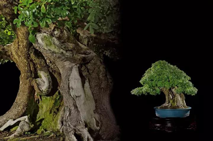 三角枫盆景精品欣赏 (三角枫对节白蜡盆景图片大全欣赏)