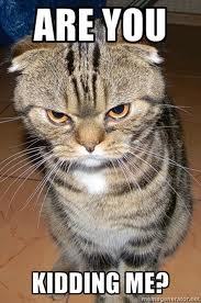 麦富迪全价天然猫粮怎样,天然猫粮和商品猫粮有什么区别