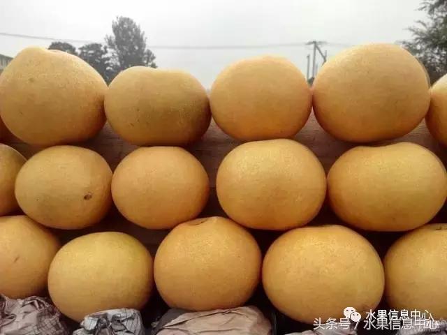 梨子的品种与产地,梨子品种及产地