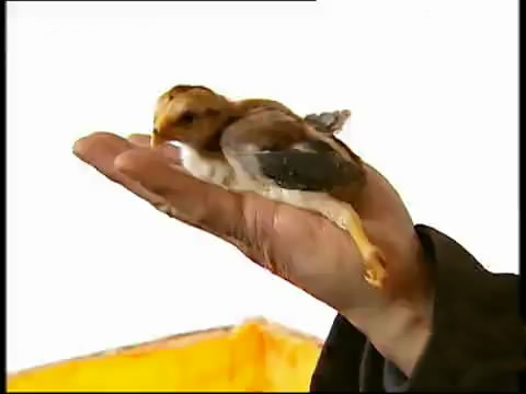 新款斗鸡养殖版,斗鸡的养殖技术视频播放