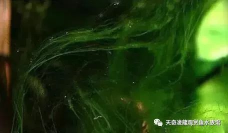 草缸防止藻类爆发,草缸十大危险鱼排名