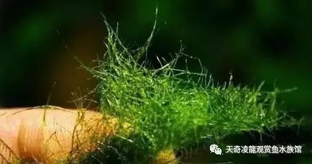 草缸防止藻类爆发,草缸十大危险鱼排名