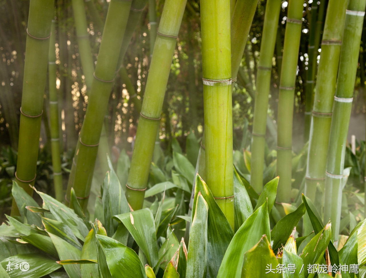 55到65岁在农村能创业什么项目,农村养殖种植与三农创业致富项目