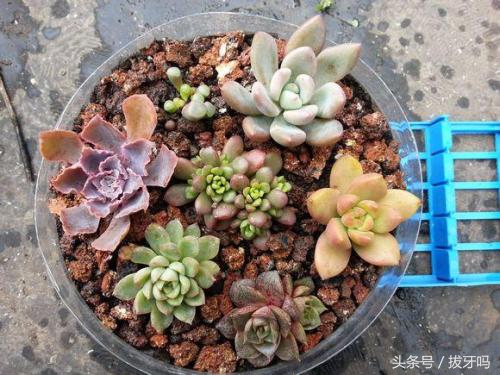 多肉土壤长苔藓怎么处理,多肉种植叶片的土怎么处理