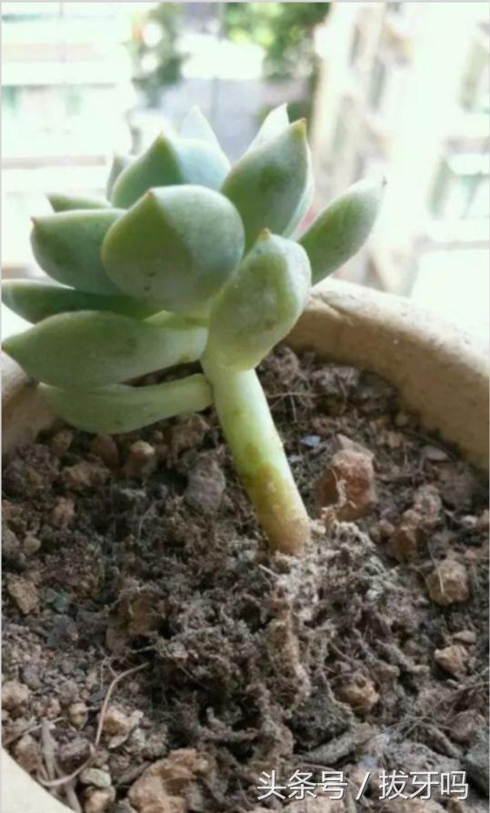 多肉土壤长苔藓怎么处理,多肉种植叶片的土怎么处理