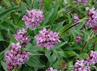 如何让心律不齐恢复正常,房颤发作时一定心律不齐吗