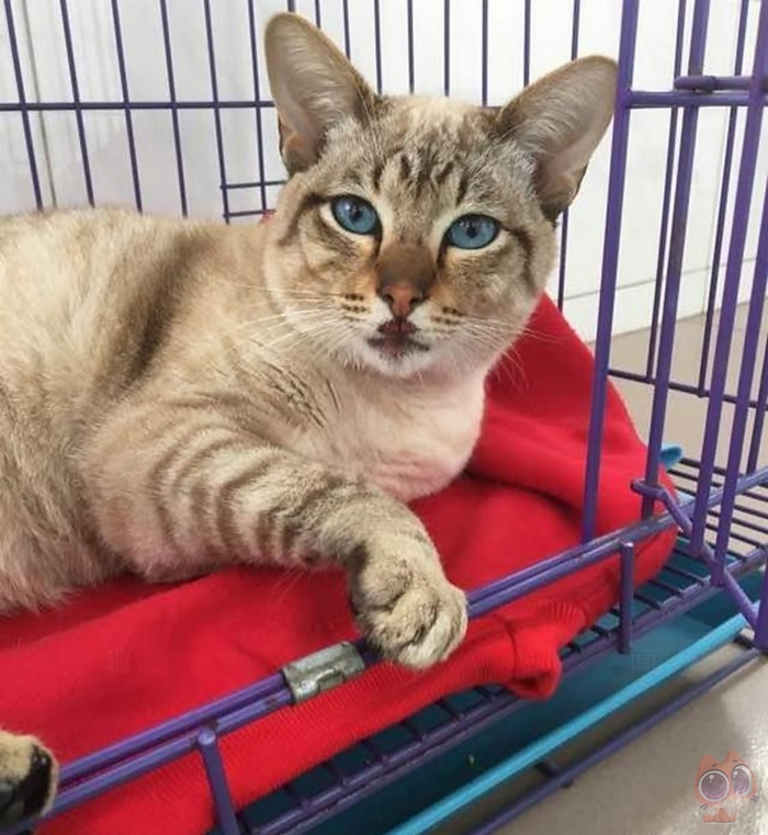 猫咪从高处摔下来嘴巴歪了出血,猫咪从高处掉下来摔到头会好吗