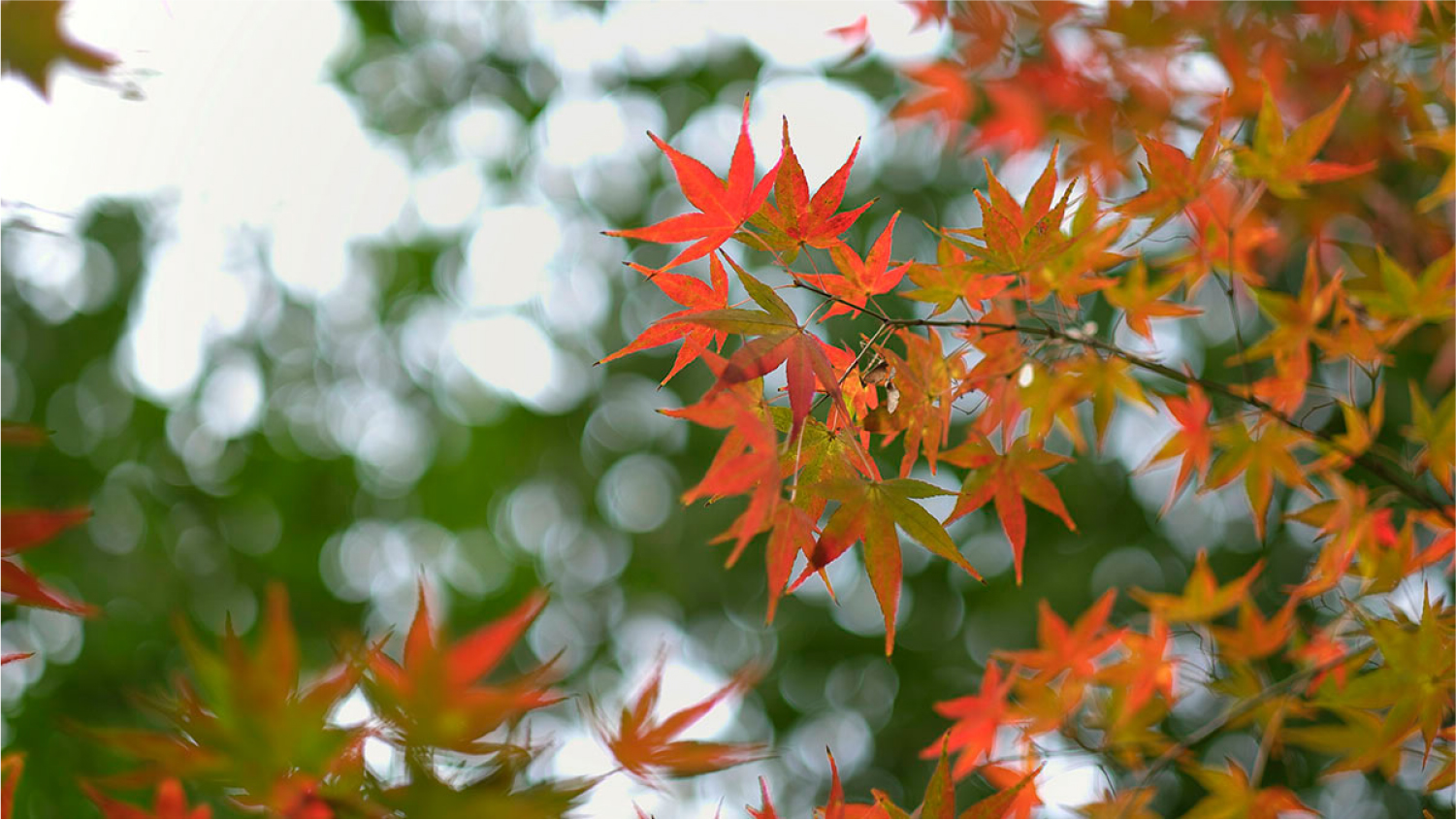 2017年底总结：这一年陪我走过的数码玩具们……