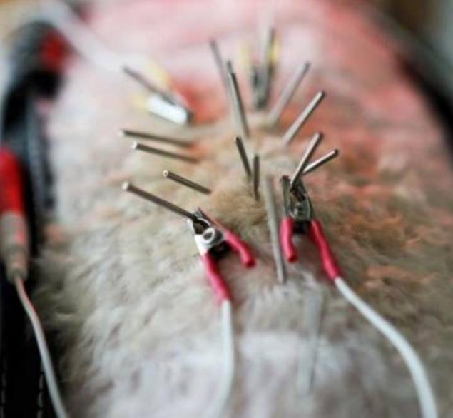 中医竟然能给宠物治病,中医治疗狗狗疑难杂症