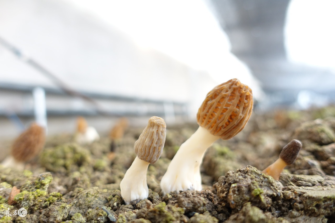 饭桌上的好物,公认最好吃的菌