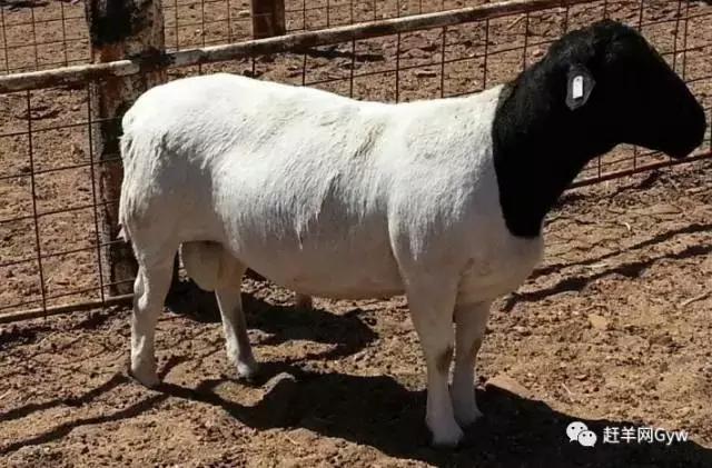 云南10000元的努比亚种公羊,1万元买几头牛