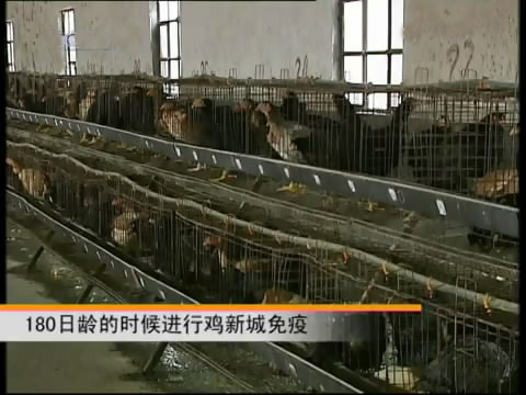 新款斗鸡养殖版,斗鸡的养殖技术视频播放