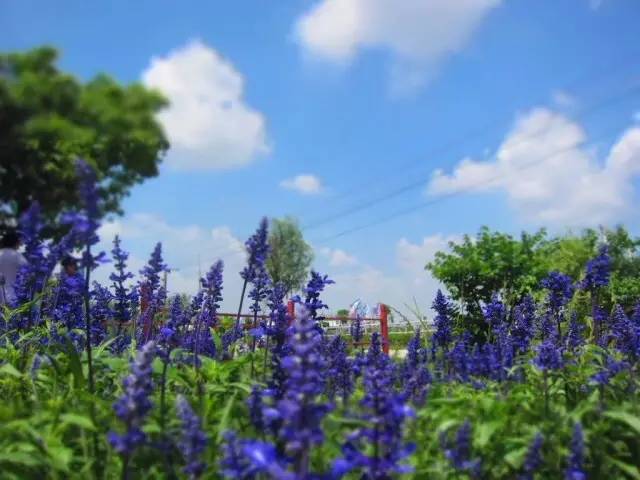 上海迪士尼乐园迷宫体验,上海迪士尼乐园奇幻谷