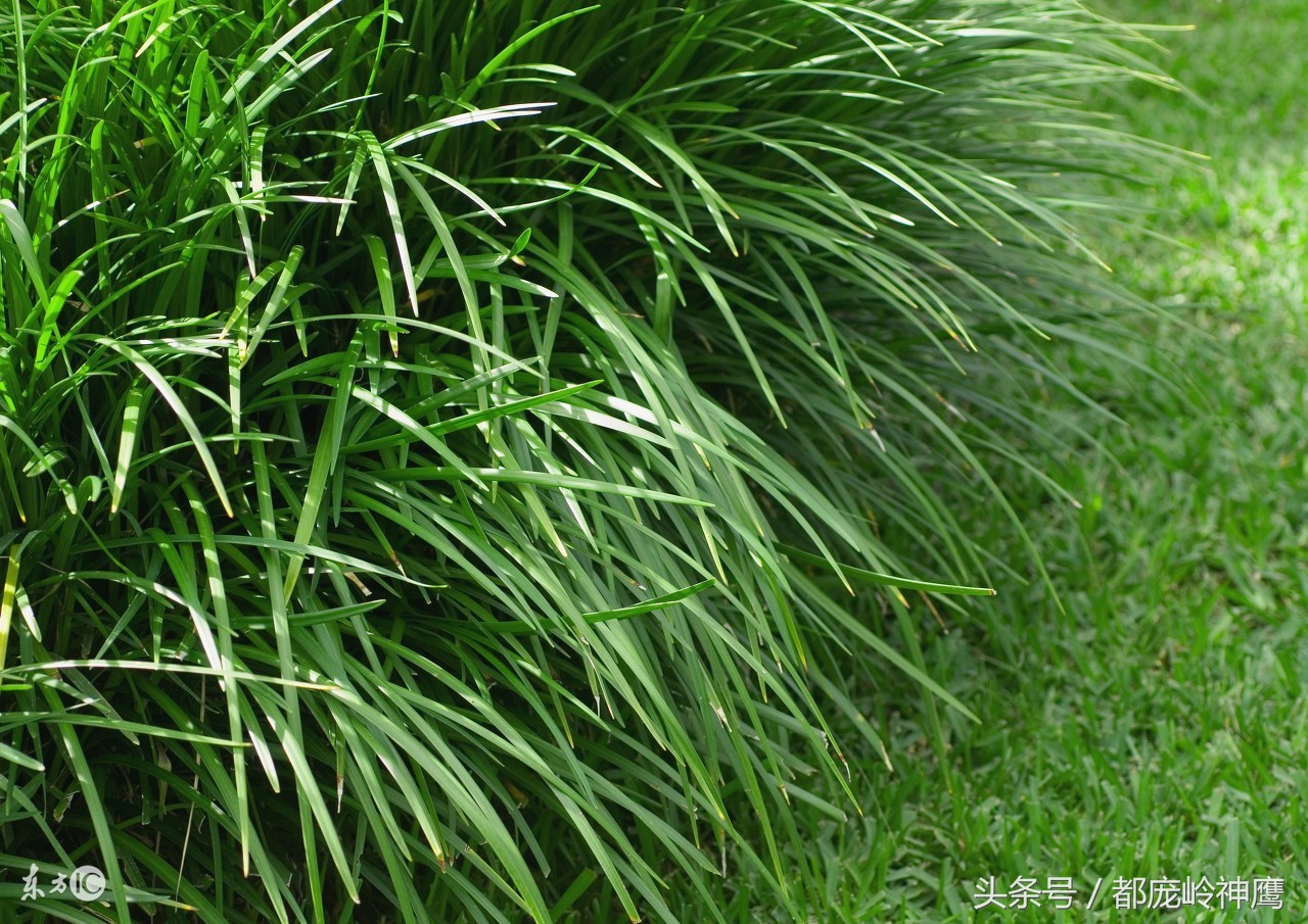 55到65岁在农村能创业什么项目,农村养殖种植与三农创业致富项目