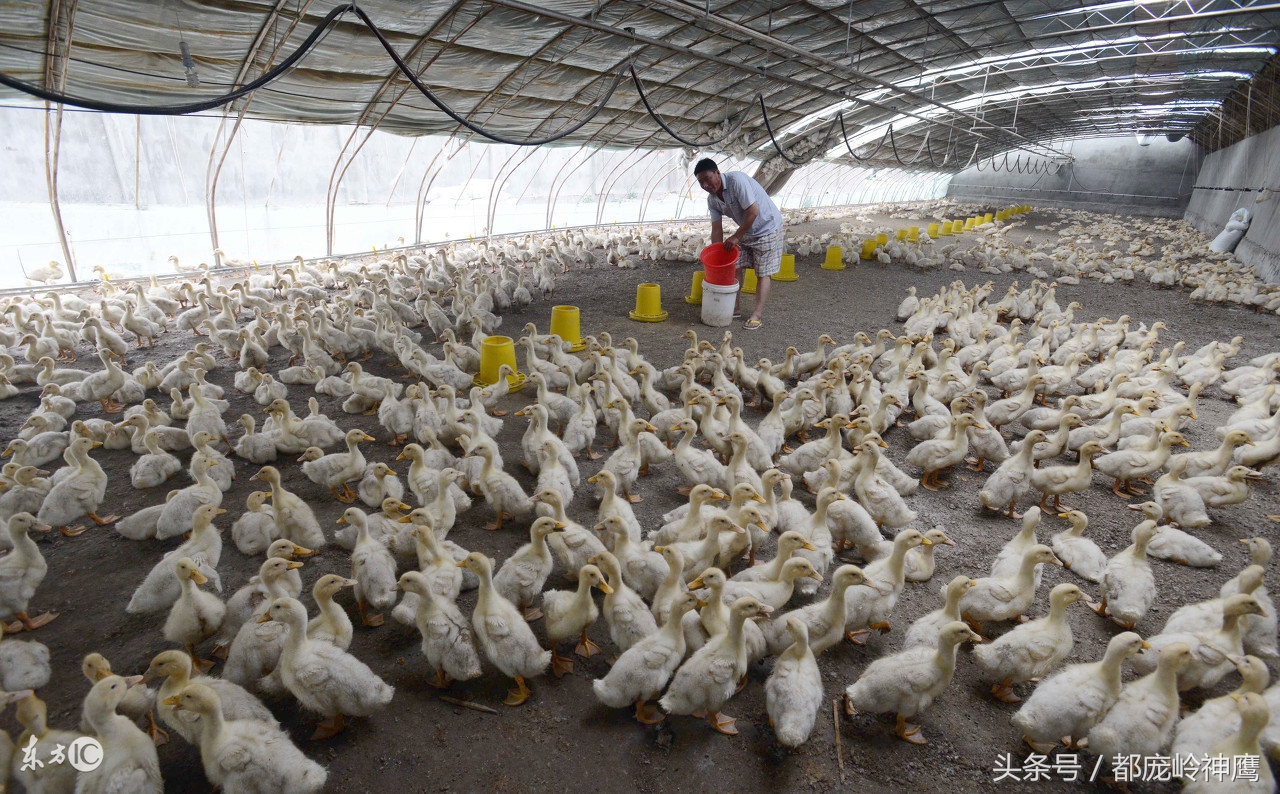 55到65岁在农村能创业什么项目,农村养殖种植与三农创业致富项目