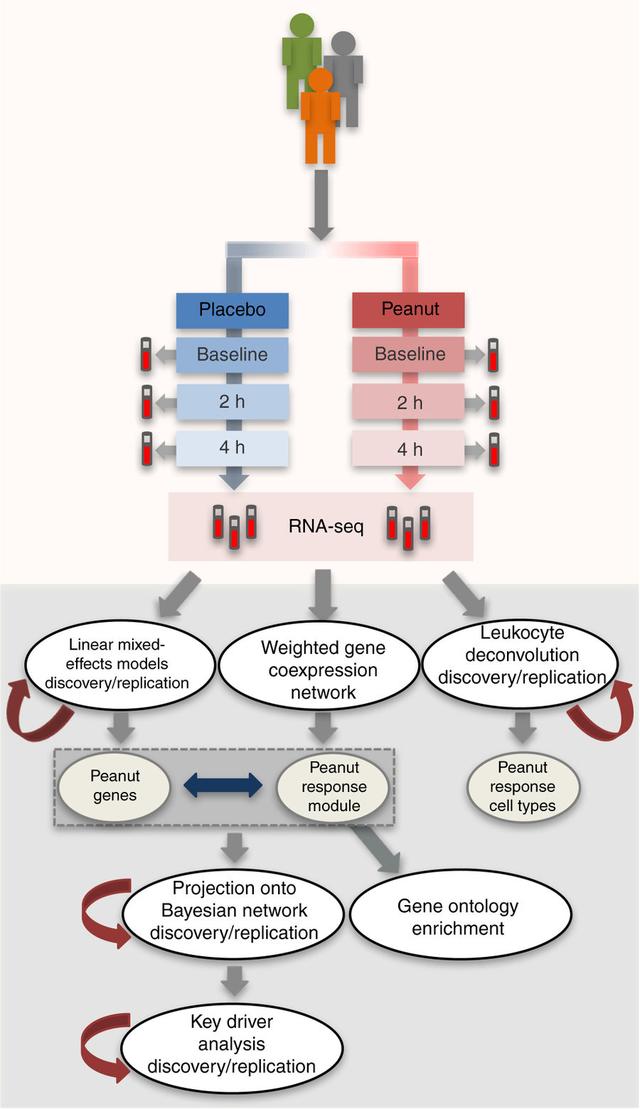 花生过敏的自然疗法,过敏体质的人吃了花生是什么症状