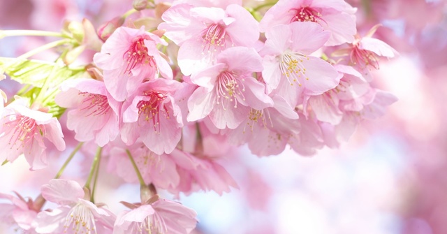 樱花花蜜的作用与功效,樱花花蜜功效